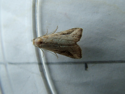 Pinion-streaked Snout